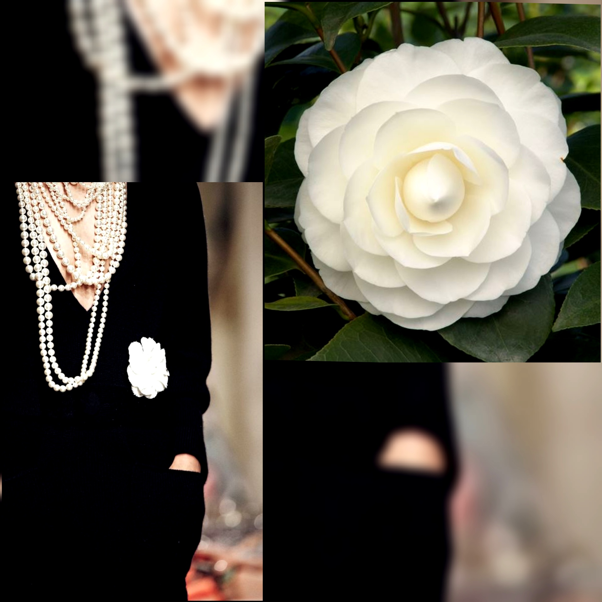 Camelia coco chanel hot sale